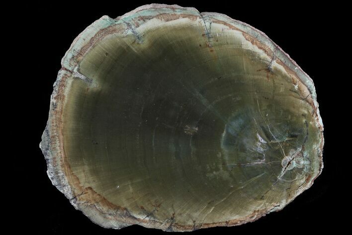 Triassic Petrified Wood (Woodworthia) Slab - Zimbabwe #78904
